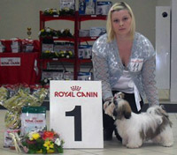 ши-тцу выставки фото беби класс